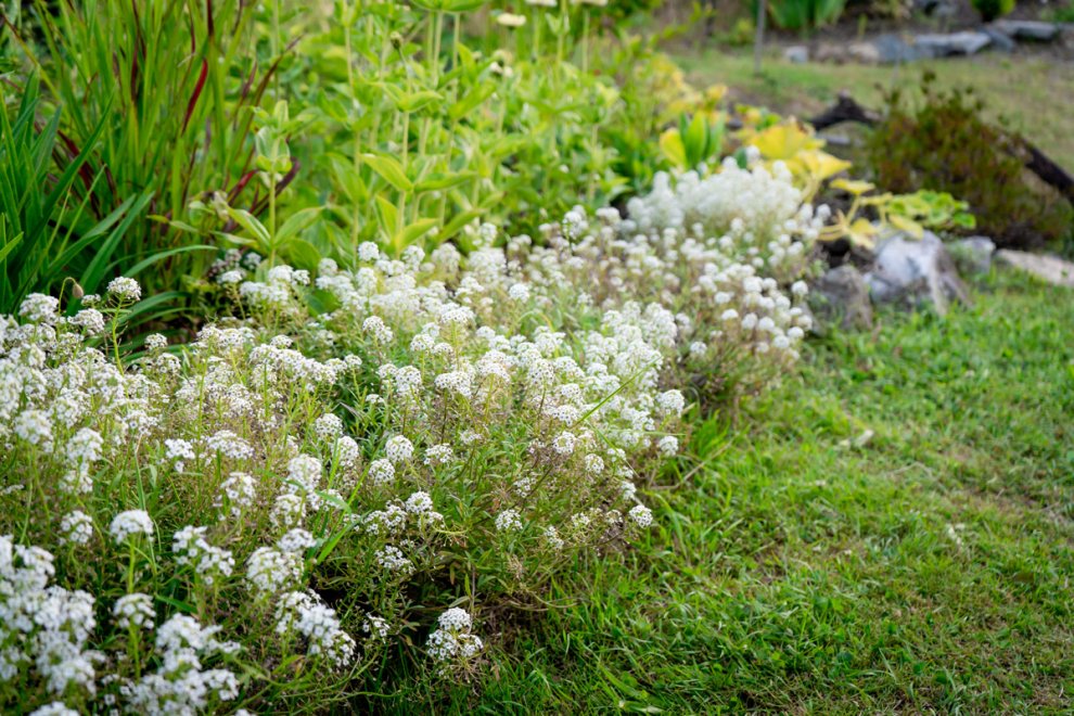 Ideas for Incorporating Edible Plants into Your Landscape and Garden